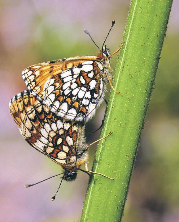 Rare butterfly species thriving after warm and sunny spring