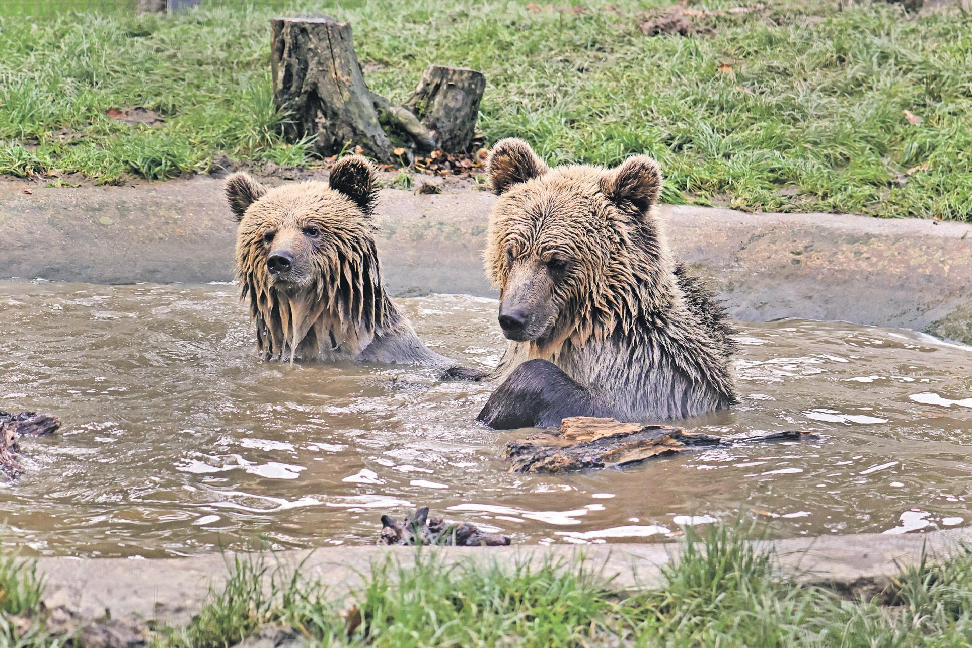 Bears take the honey and run at wildlife park in Devon