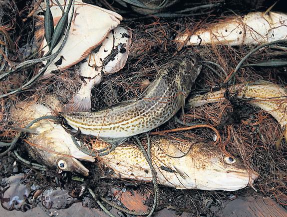 Scientists Link Shrinking Cod to Rapid Evolutionary Changes Driven by Intensive Fishing