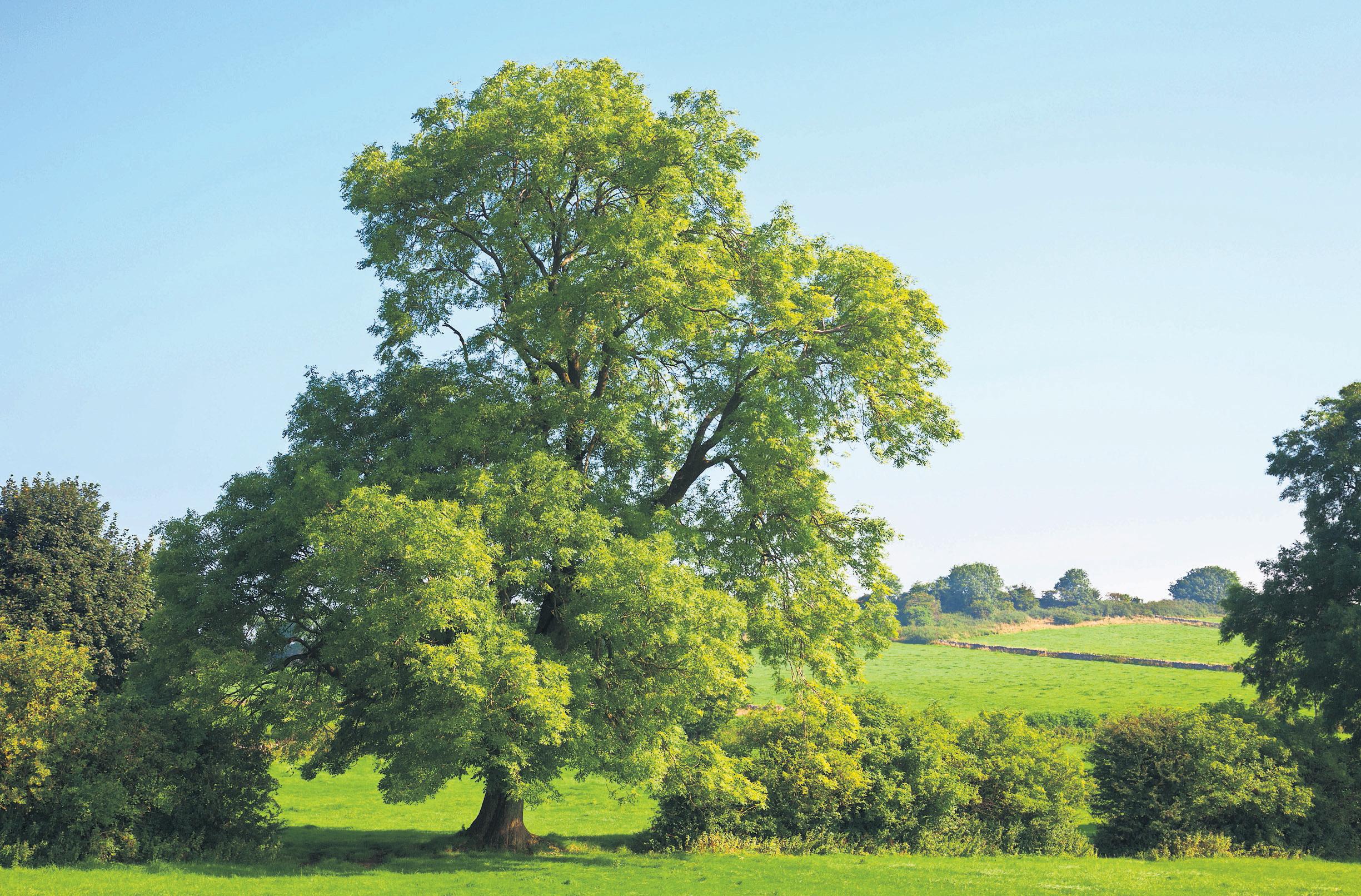 New hope as latest generations of wild ash trees evolve resistance to deadly fungus