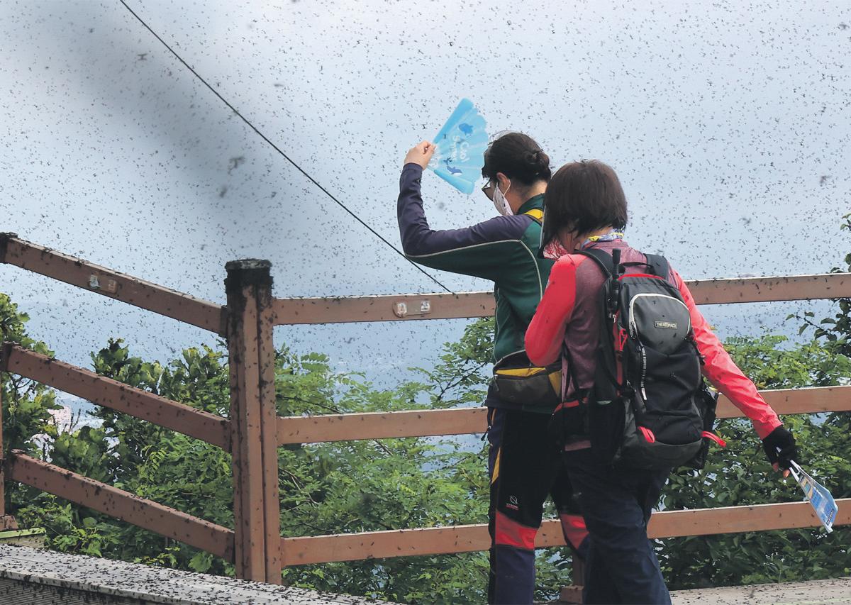 No Love Lost as Global Heating Brings Plague of Insects to Seoul