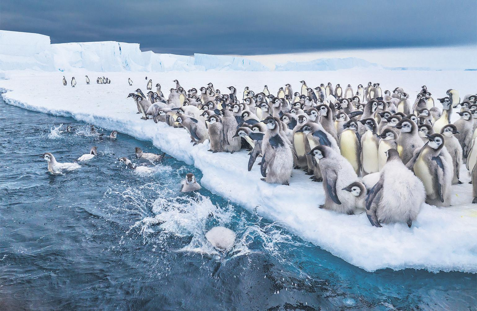 Loss of US government data on sea ice alarms scientists