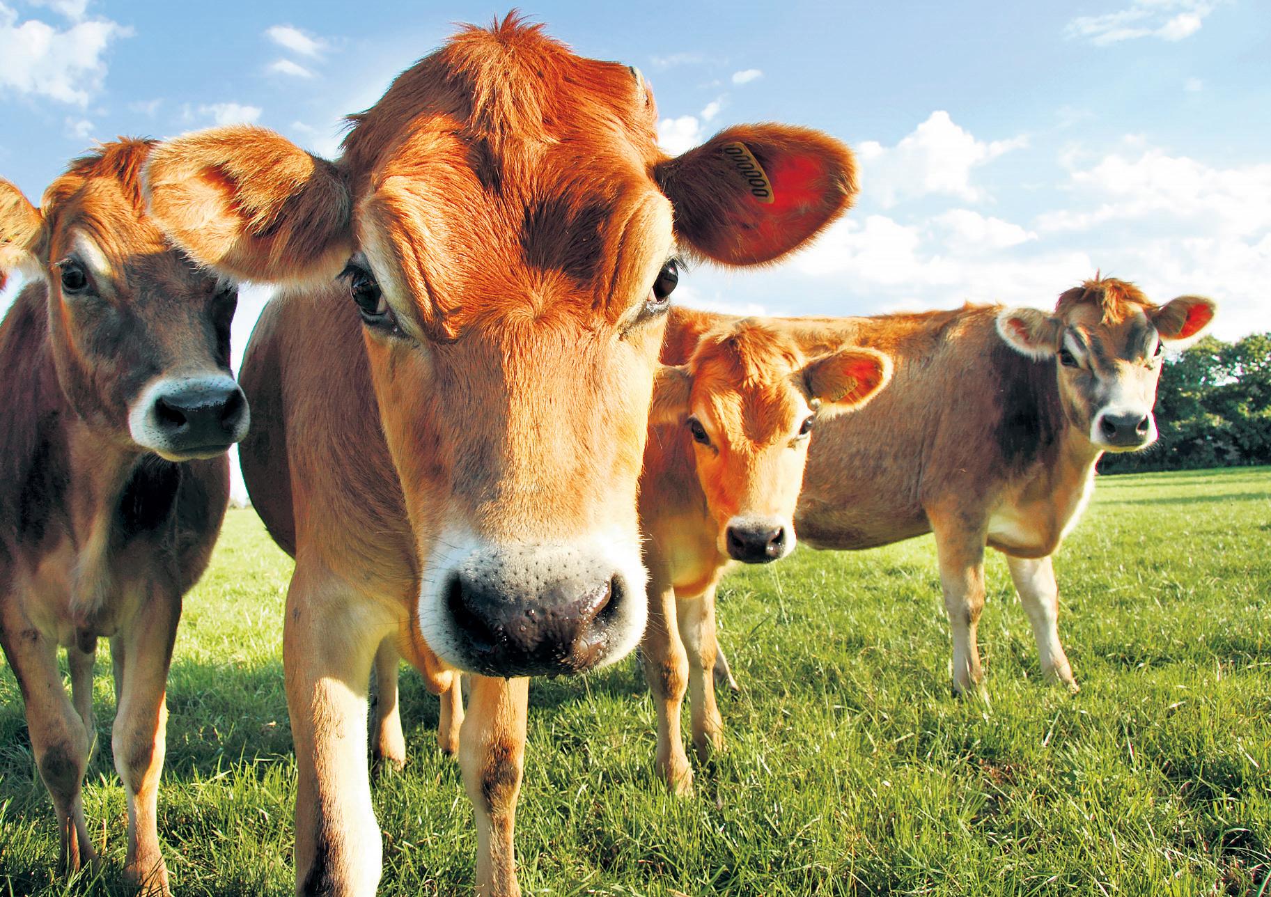 Global dairy production at risk from extreme heatwaves, say researchers