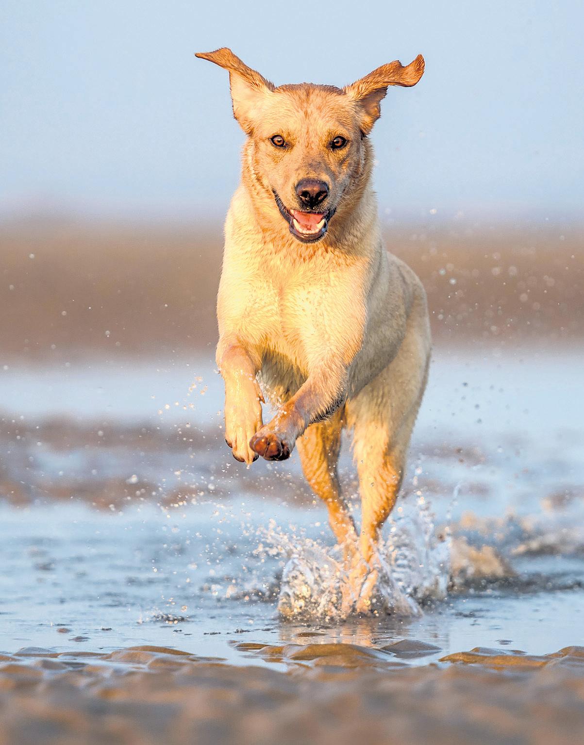 Paws for thought: having a dog or cat may help to slow cognitive decline