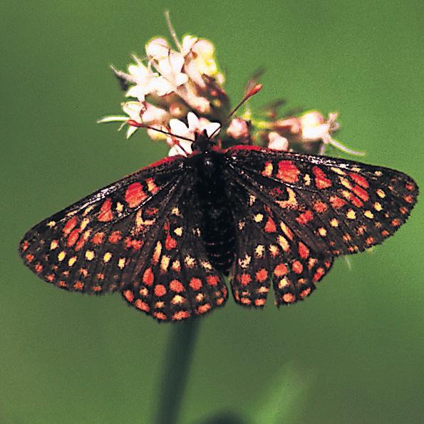 'A thrill' Prison inmates help save endangered butterfly