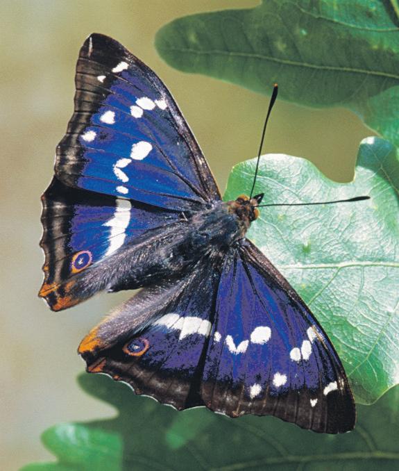 Conservationists all of a flutter over purple emperor sightings