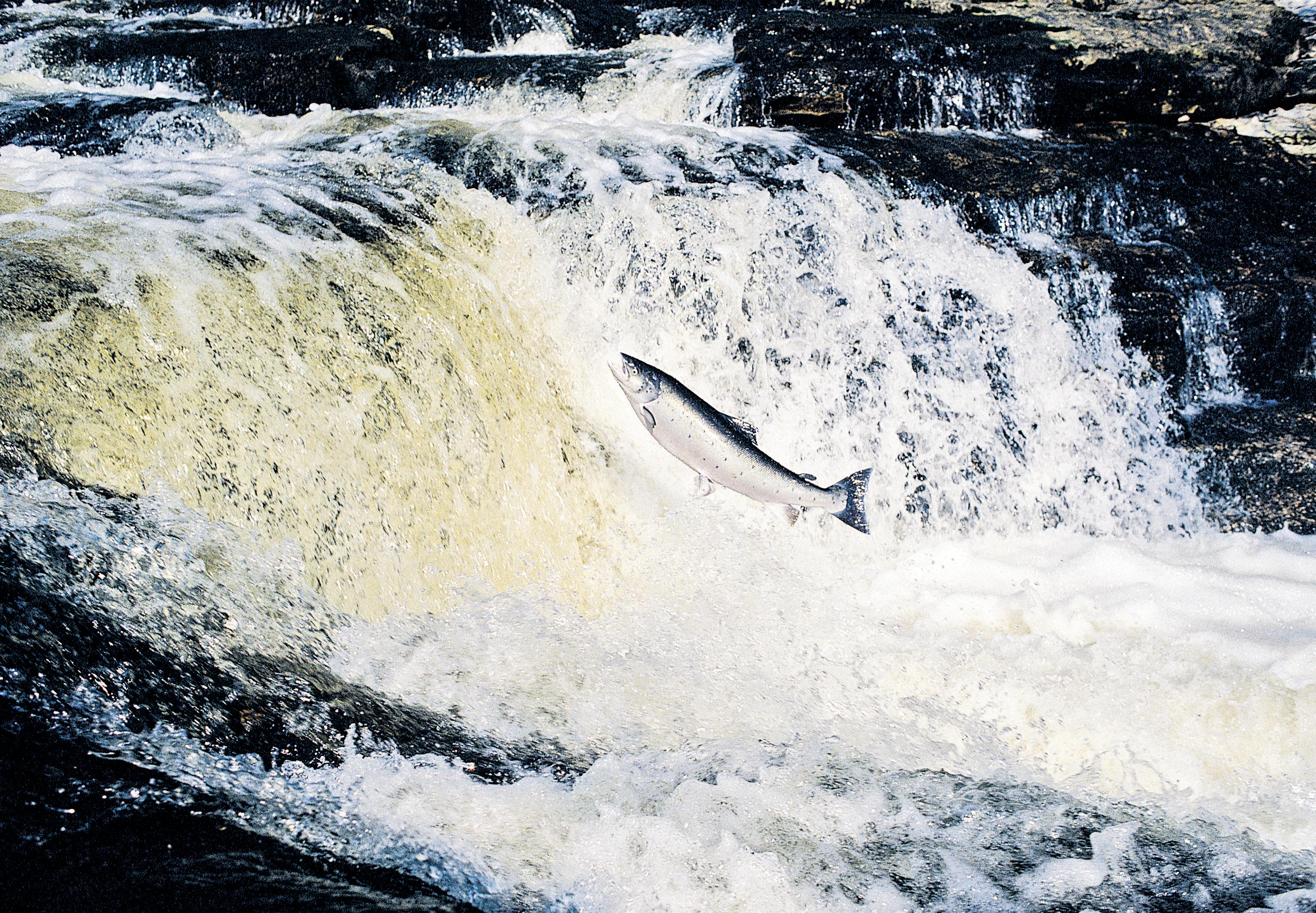 Giving the fish a fighting chance How trees could save salmon in River Dee