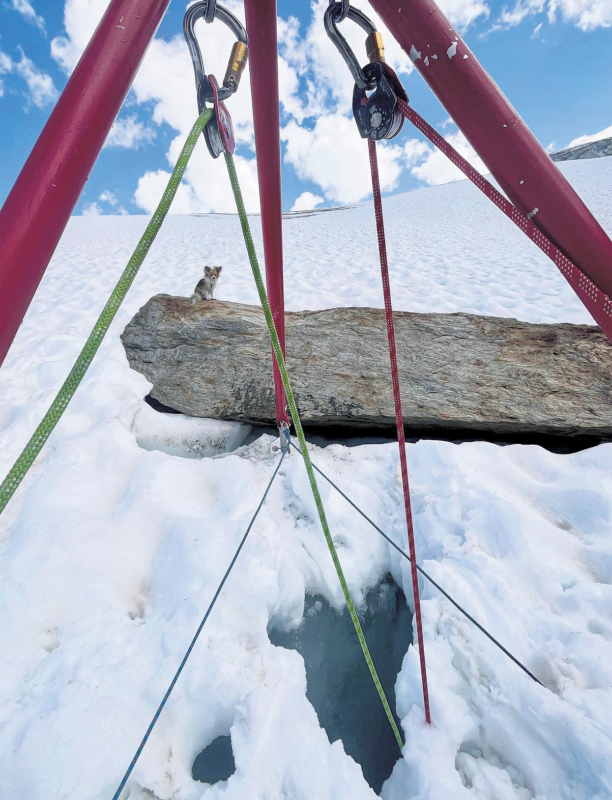 Tiny pet dog leads rescuers to hiker trapped in Swiss glacier