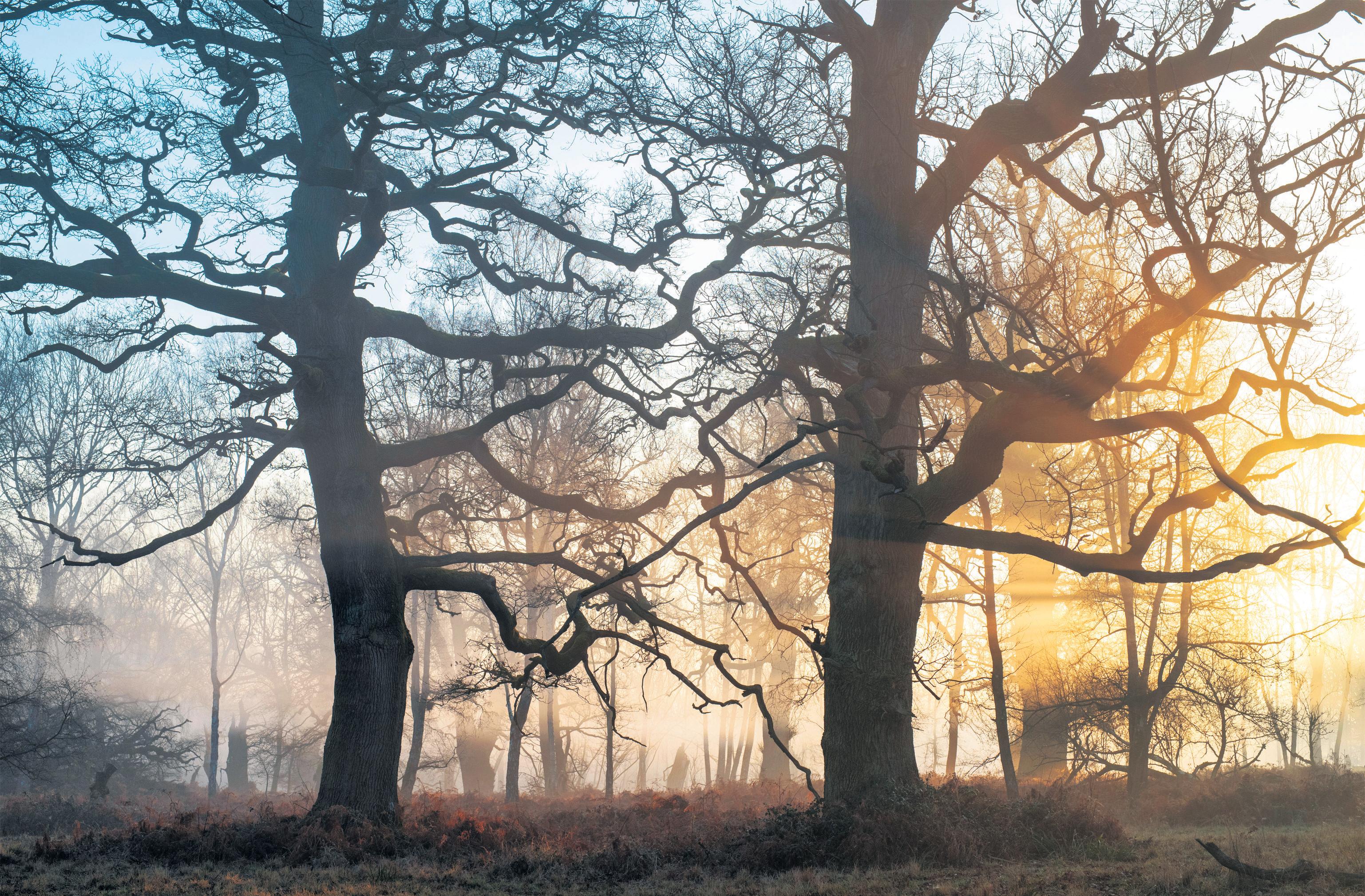 It's a big worry' Missing saplings prompt fears for Britain's ancient woodlands