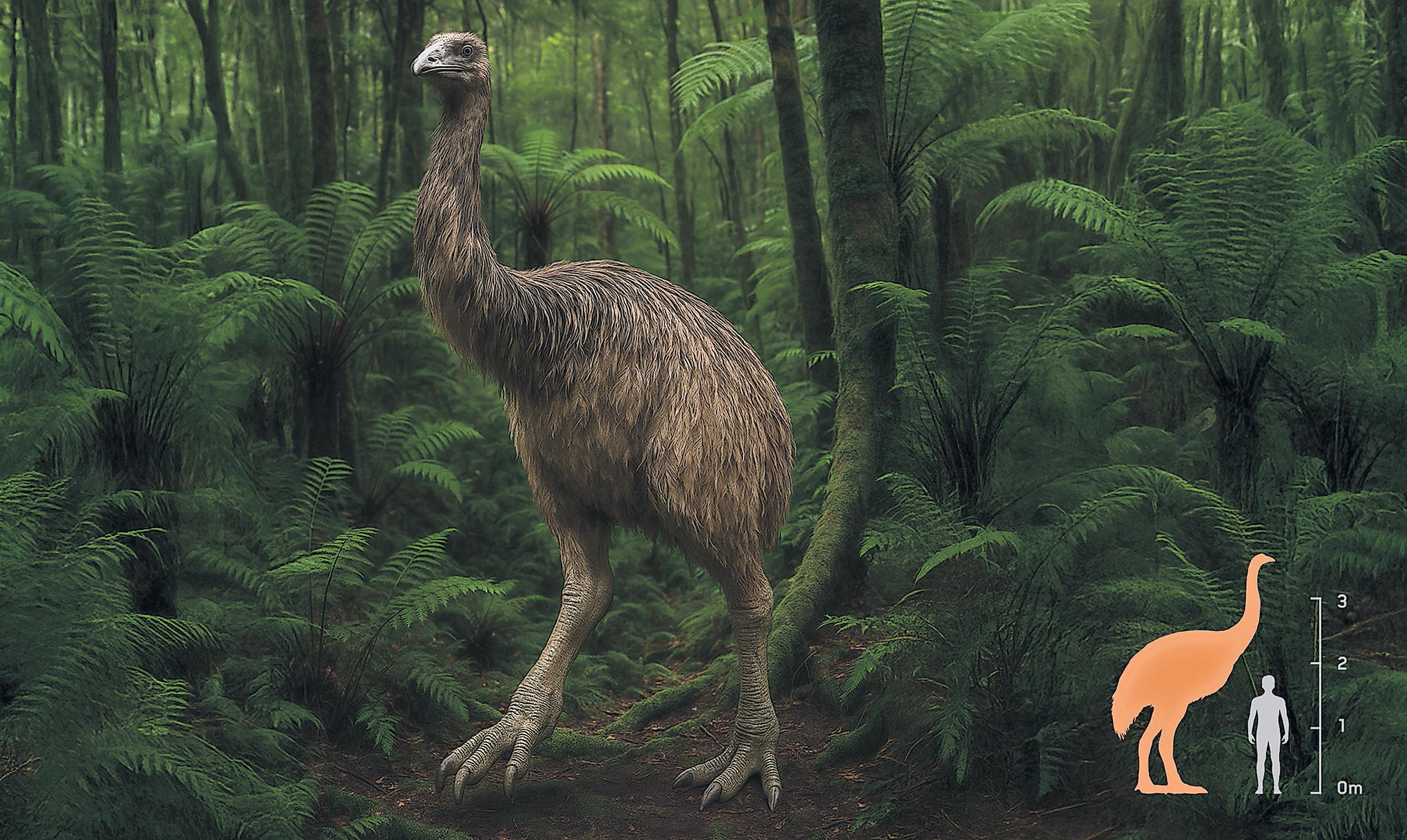 It's 12ft tall, feathery and been extinct for 600 years: can the giant moa live again?