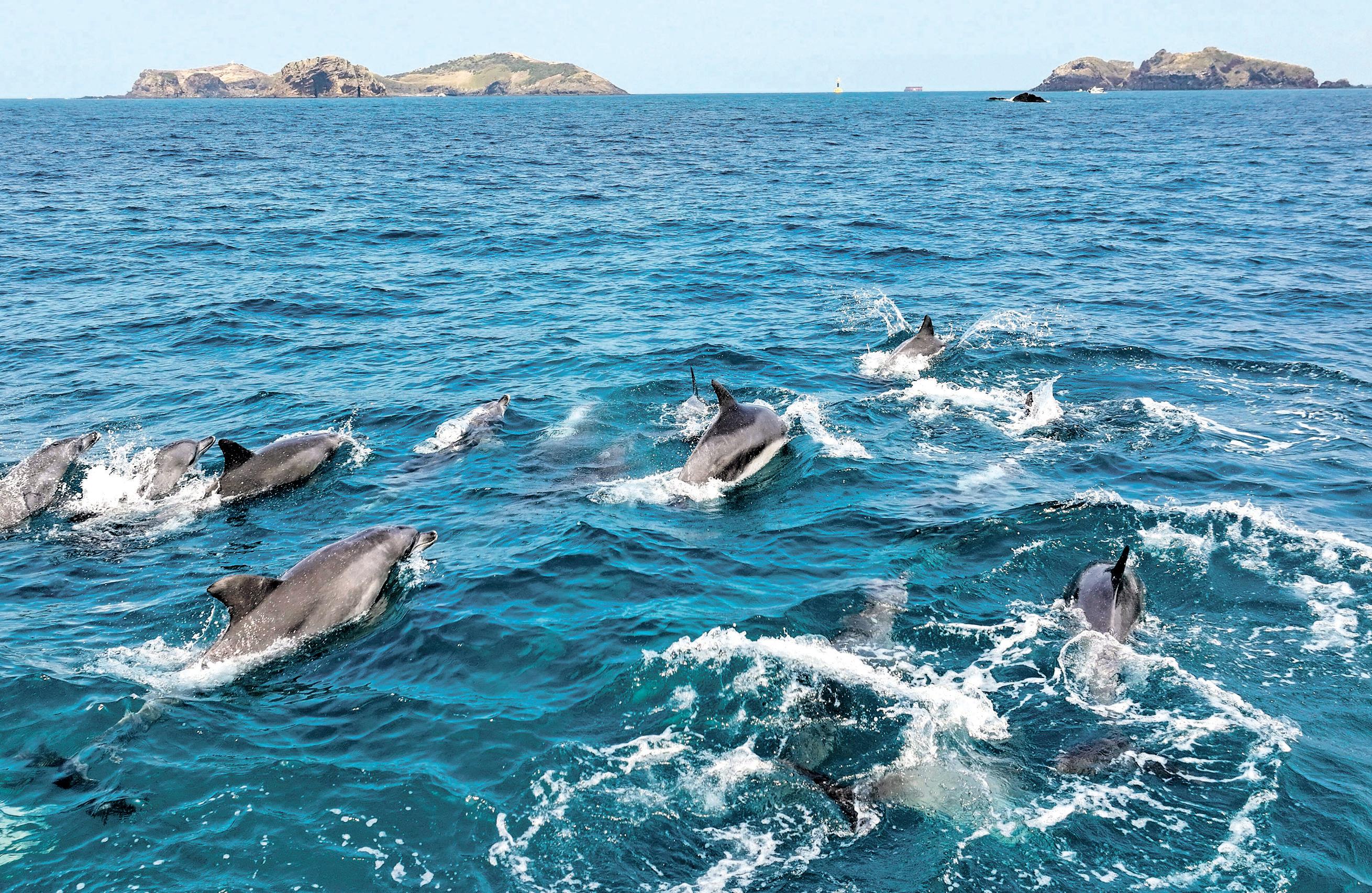 We Have to Relate to ThemHope for Legal Personhood to Keep Jeju Dolphins Safe