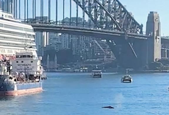 'Inquisitive' humpback whale causes stir in Sydney harbour