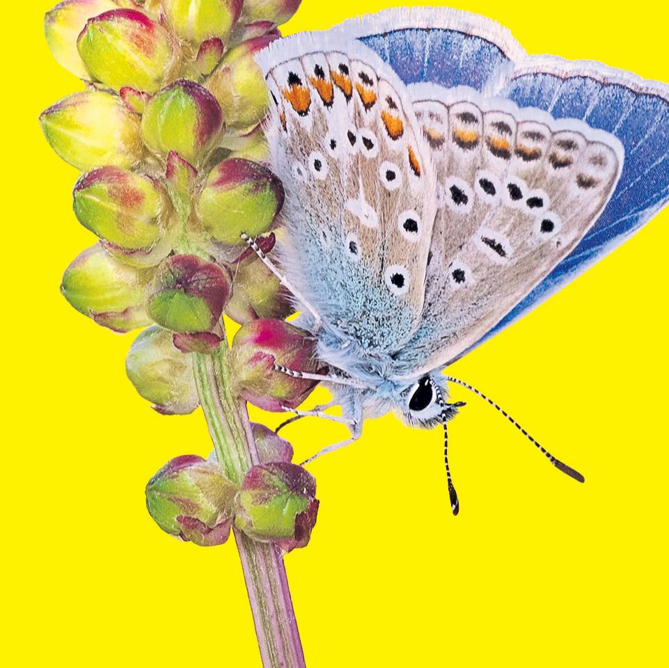 Wings of desire: call for butterfly watchers as numbers boom