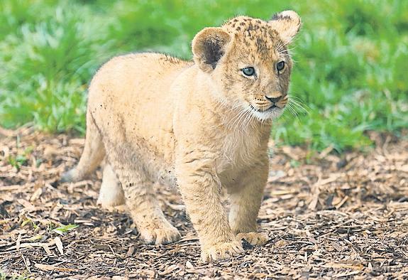 Restaurant in China criticised for selling lion cub cuddles