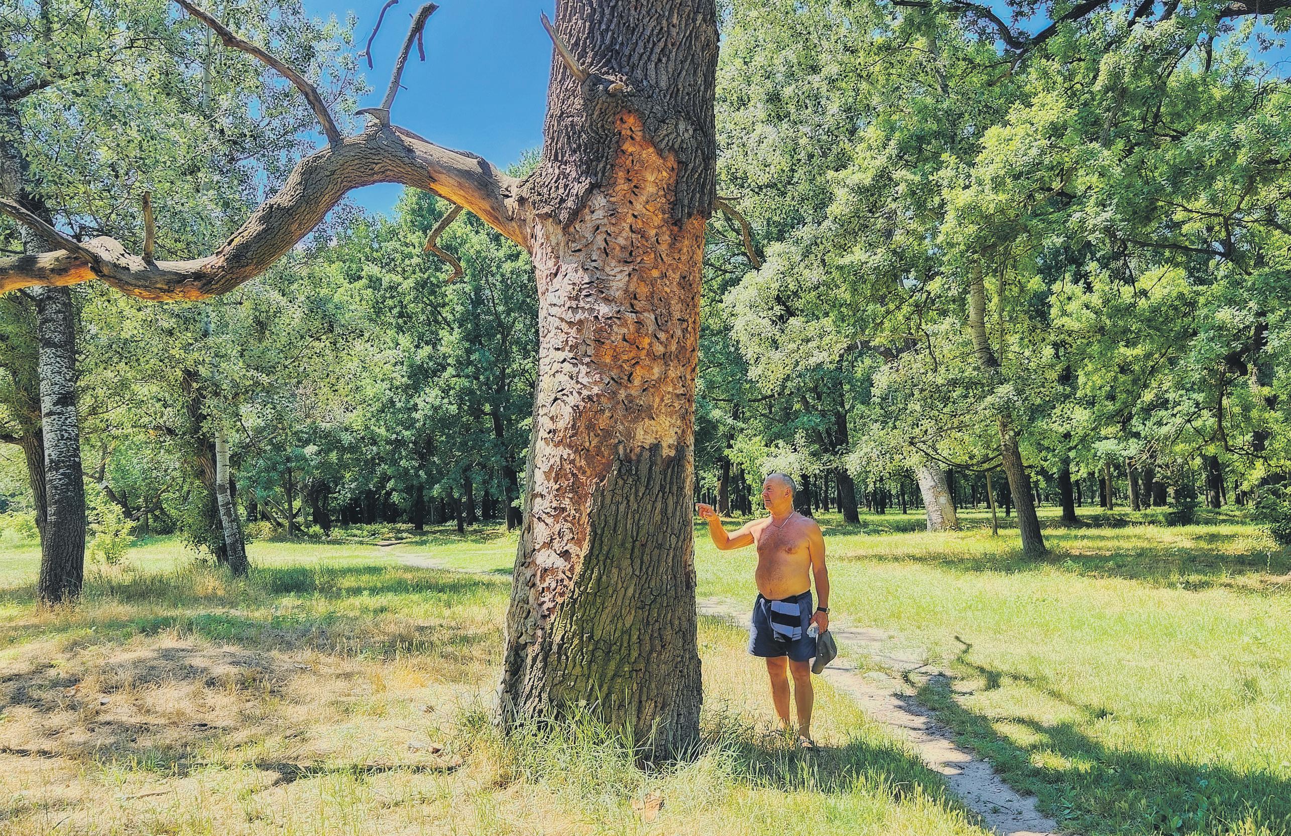 'Return to life' Forest takes root two years after dam was blown up