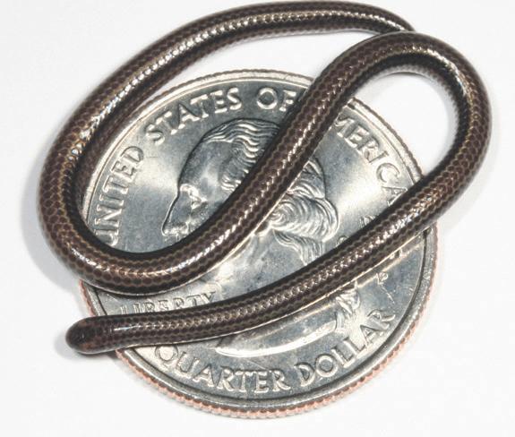 World's smallest snake found 20 years after last sighting
