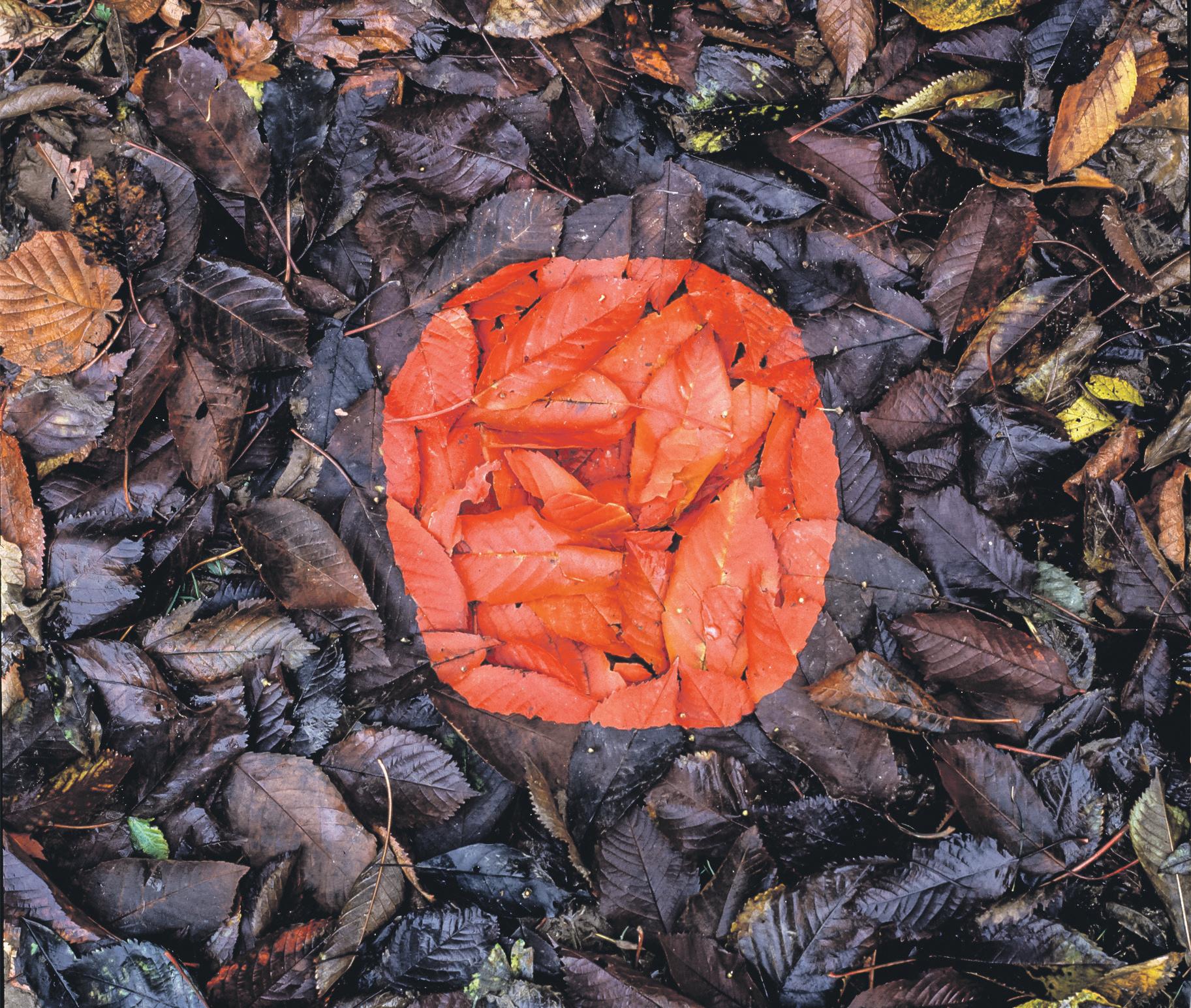Art review Wild walk through raw sadness and beauty of rural life