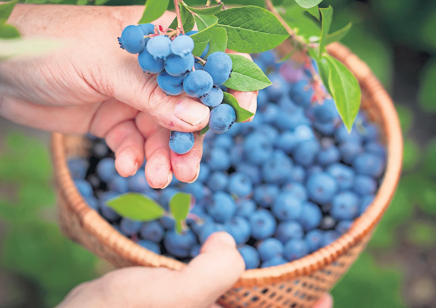 Warm spring helps deliver bumper crop of British blueberries
