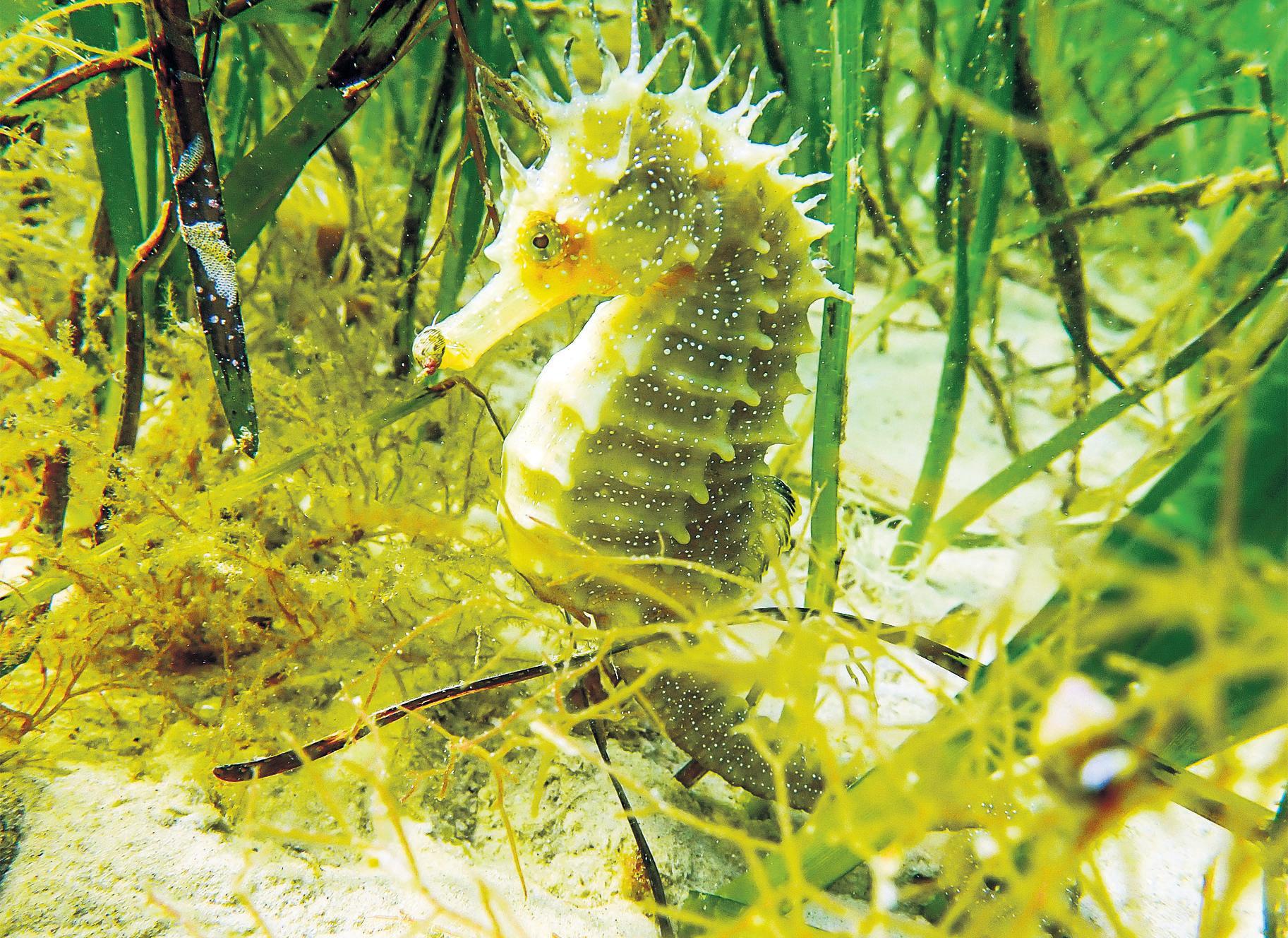 It's Spectacular' Volunteer Divers in Dorset Record Surge in Seahorses