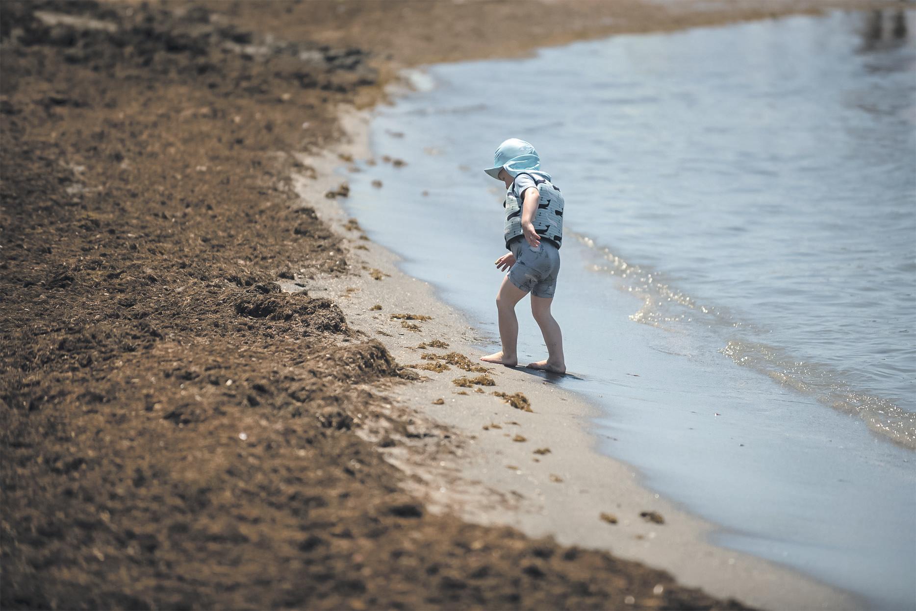 'Catastrophe': Invasive Seaweed Overwhelming Spanish Beaches