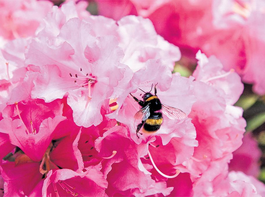 More than half of councils 'still use pesticides in public spaces'