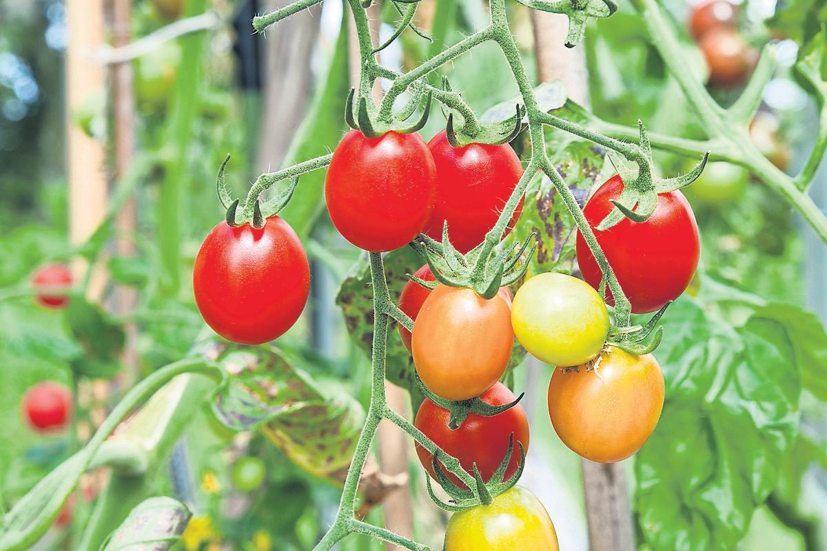 Tomato is the mother: landmark study shows how potatoes evolved