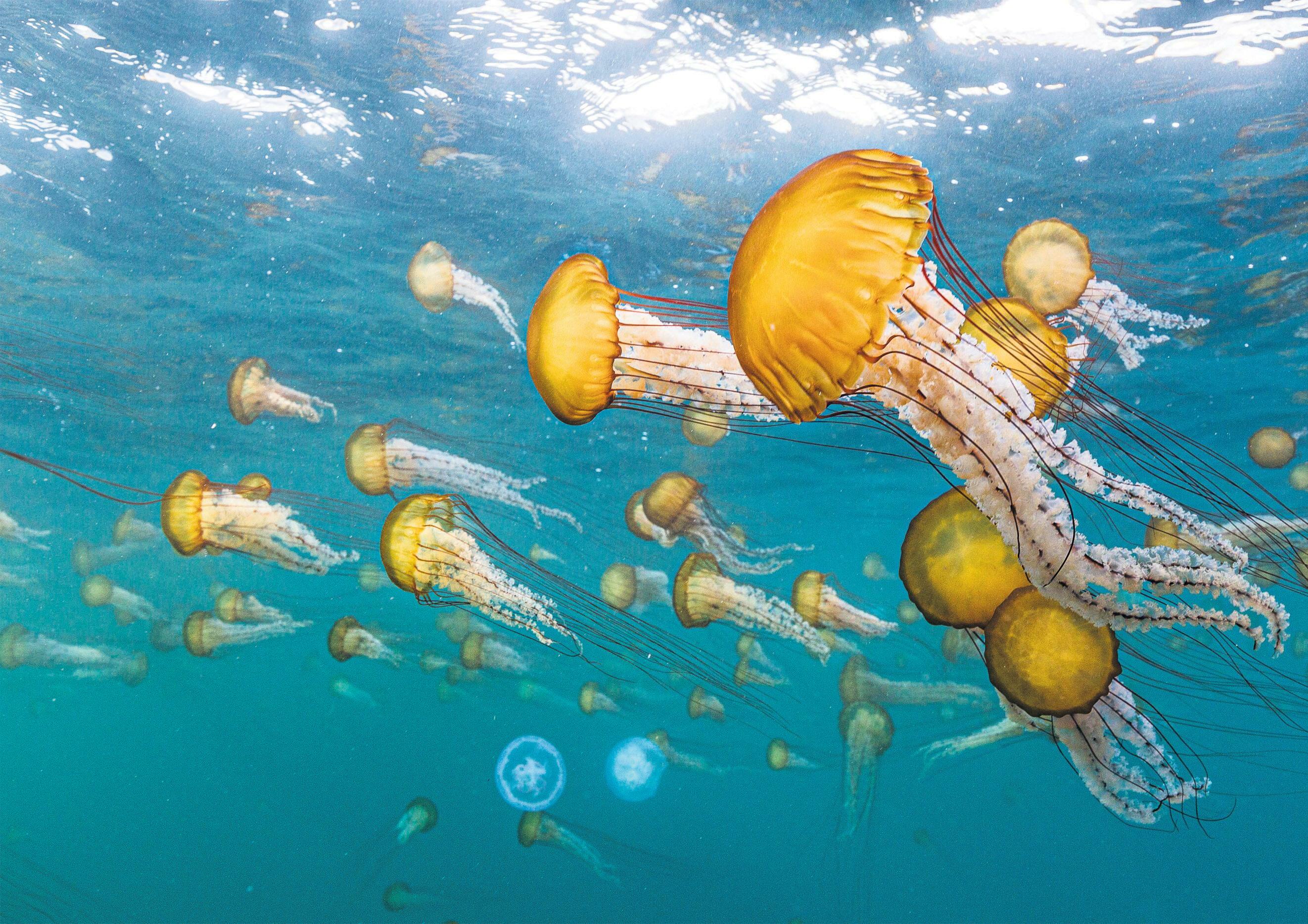 Warming waters make British coast a favourable spot for more jellyfish