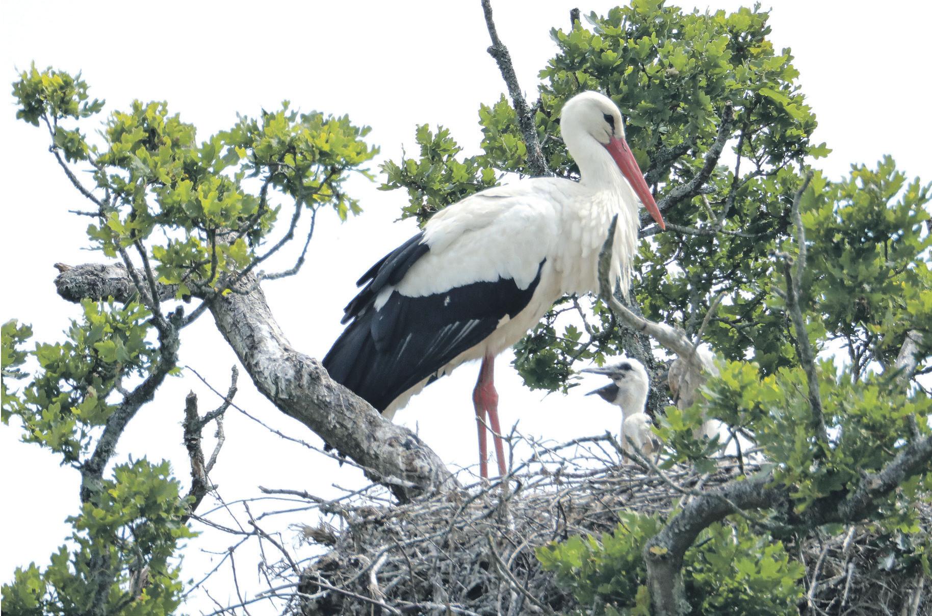 Rewilding group seeks views on returning white storks to London