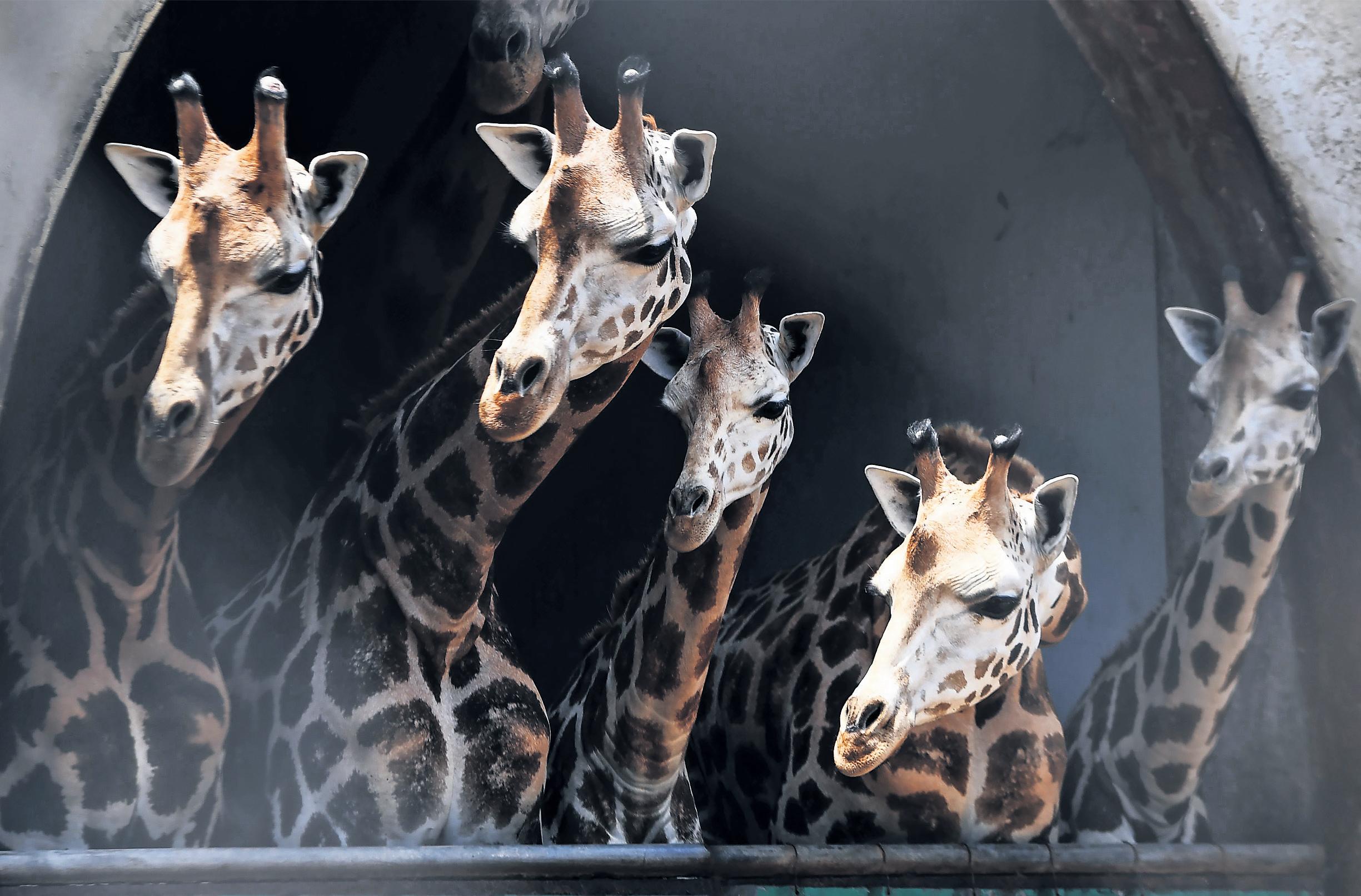 Bizarre and wrong' Danish zoo sparks row over how zoos feed their carnivores