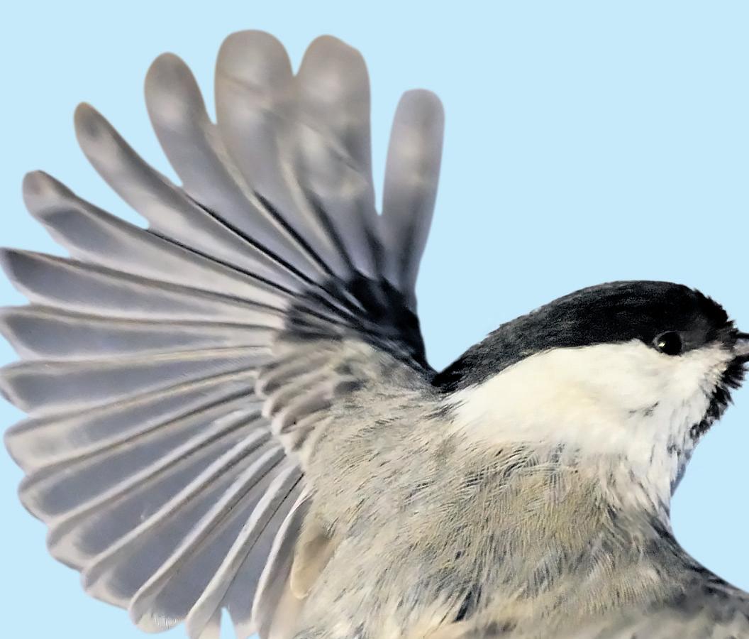 Natural England says time running out to stop wildlife decline