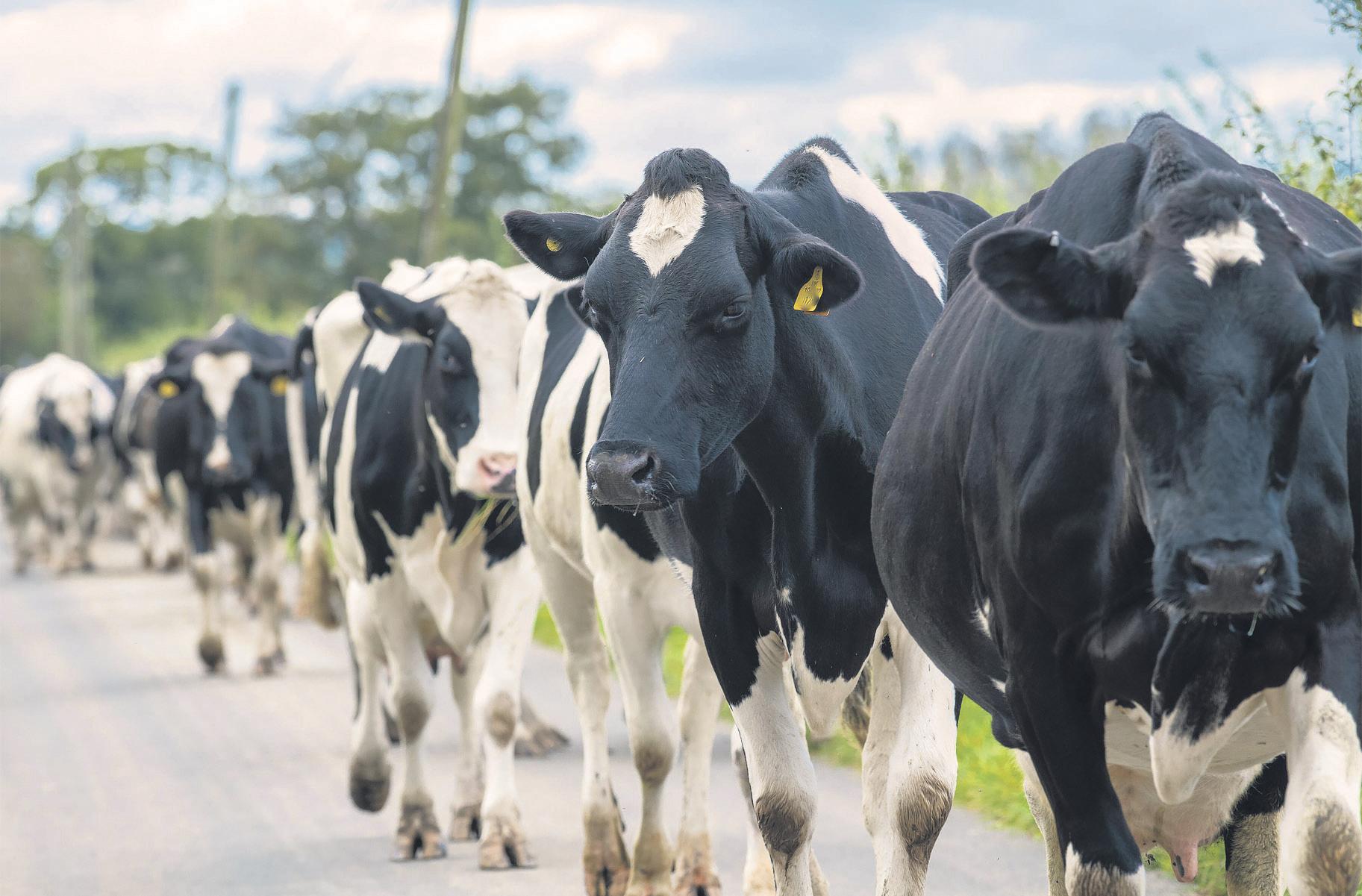 Dairy farms Shortage of workers 'threatens food security'