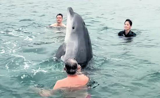 Public urged to stay away from injured dolphin off Dorset coast