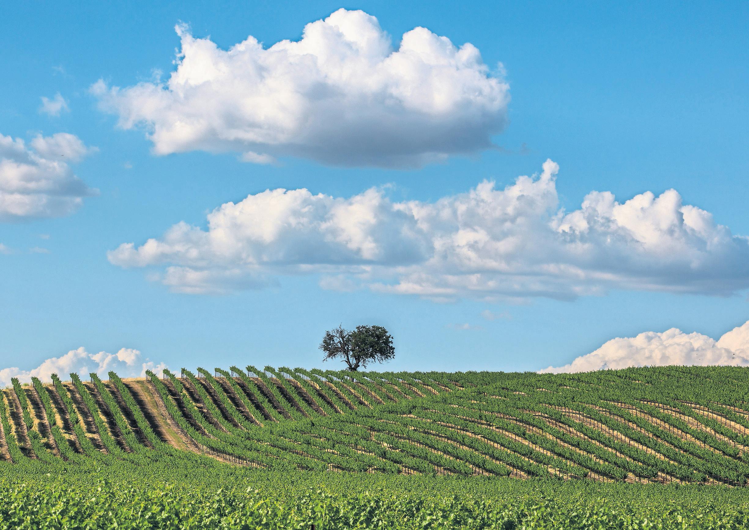 People are scared to order' California wine producers feel the tariff squeeze