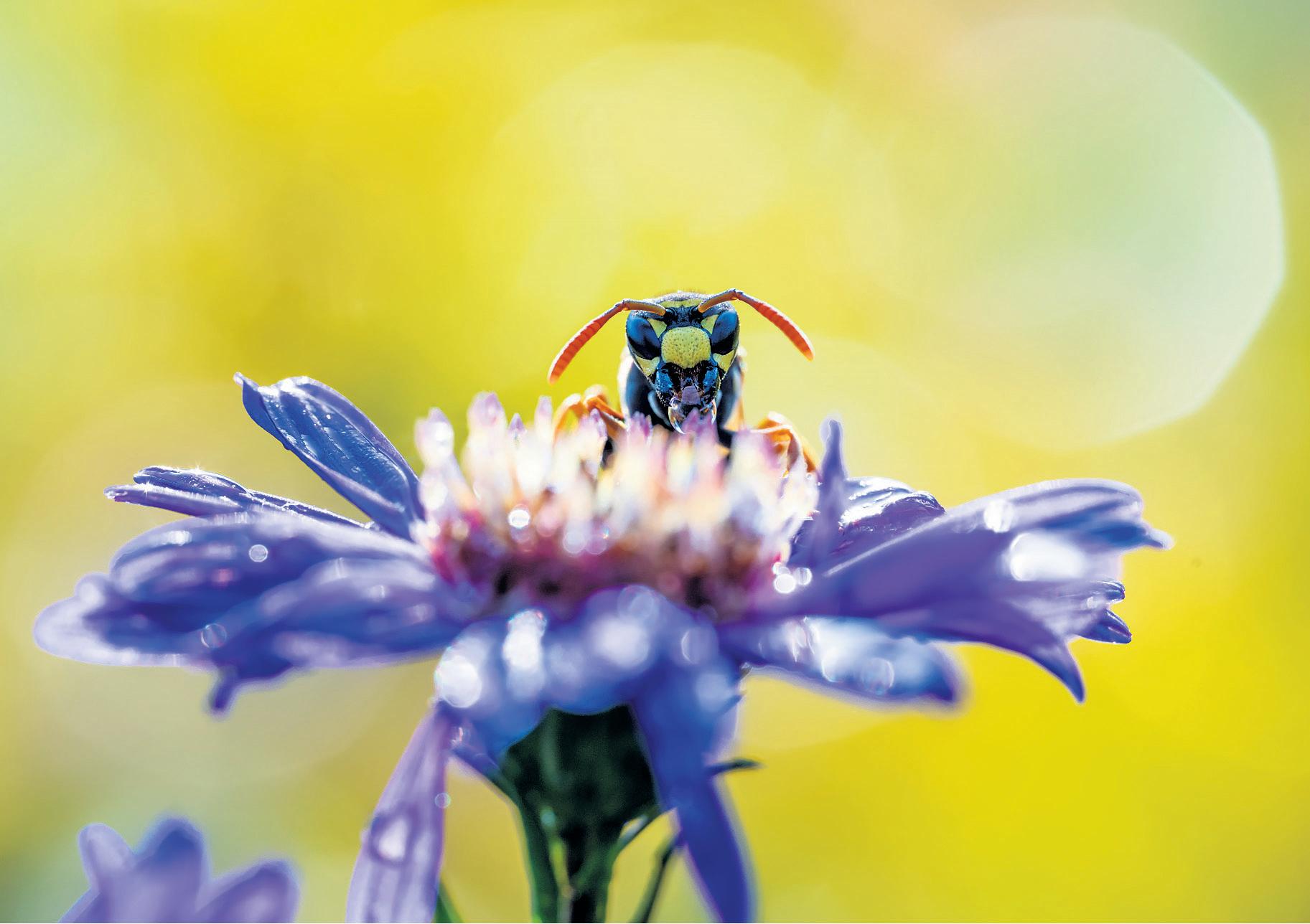 Wasp pestering you? Blame it on UK's warm and dry spring