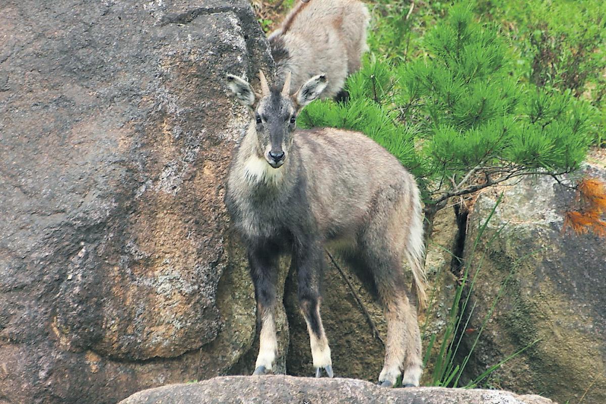 An accidental paradise How wildlife thrives in Korean no-man's land