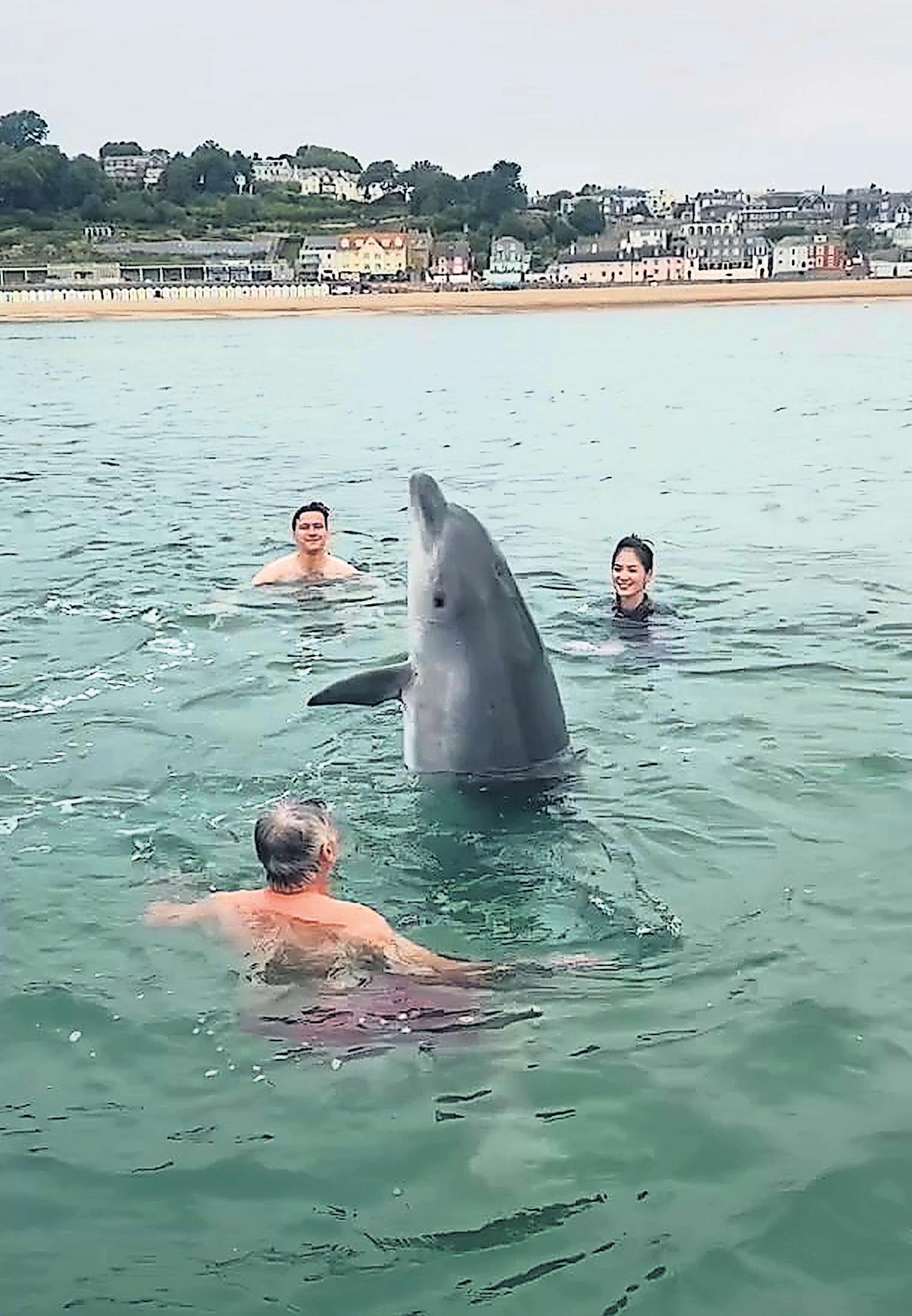 He's Not a Toy Fears for the Lone Dolphin in Lyme Bay