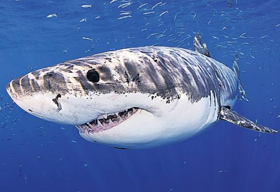 No bite: ocean acidification could strip sharks of teeth
