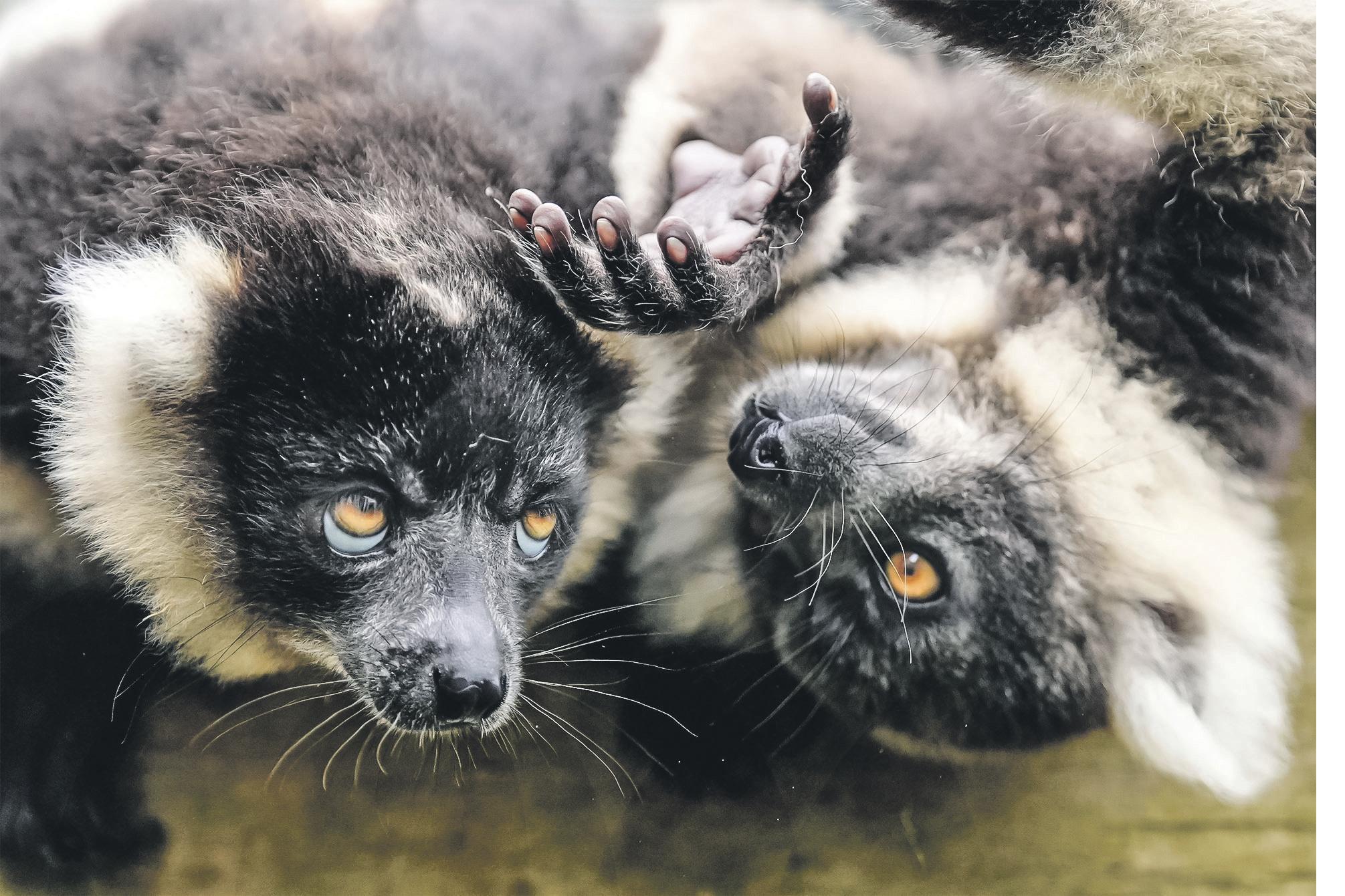 Longer thumbs linked to larger brains among primates, study suggests