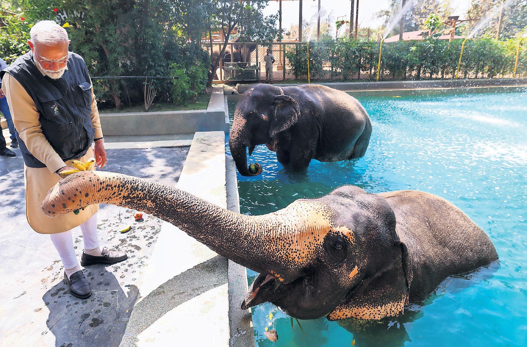 Inquiry Ordered into Giant Zoo in Gujarat Founded by Son of Asia's Richest Person