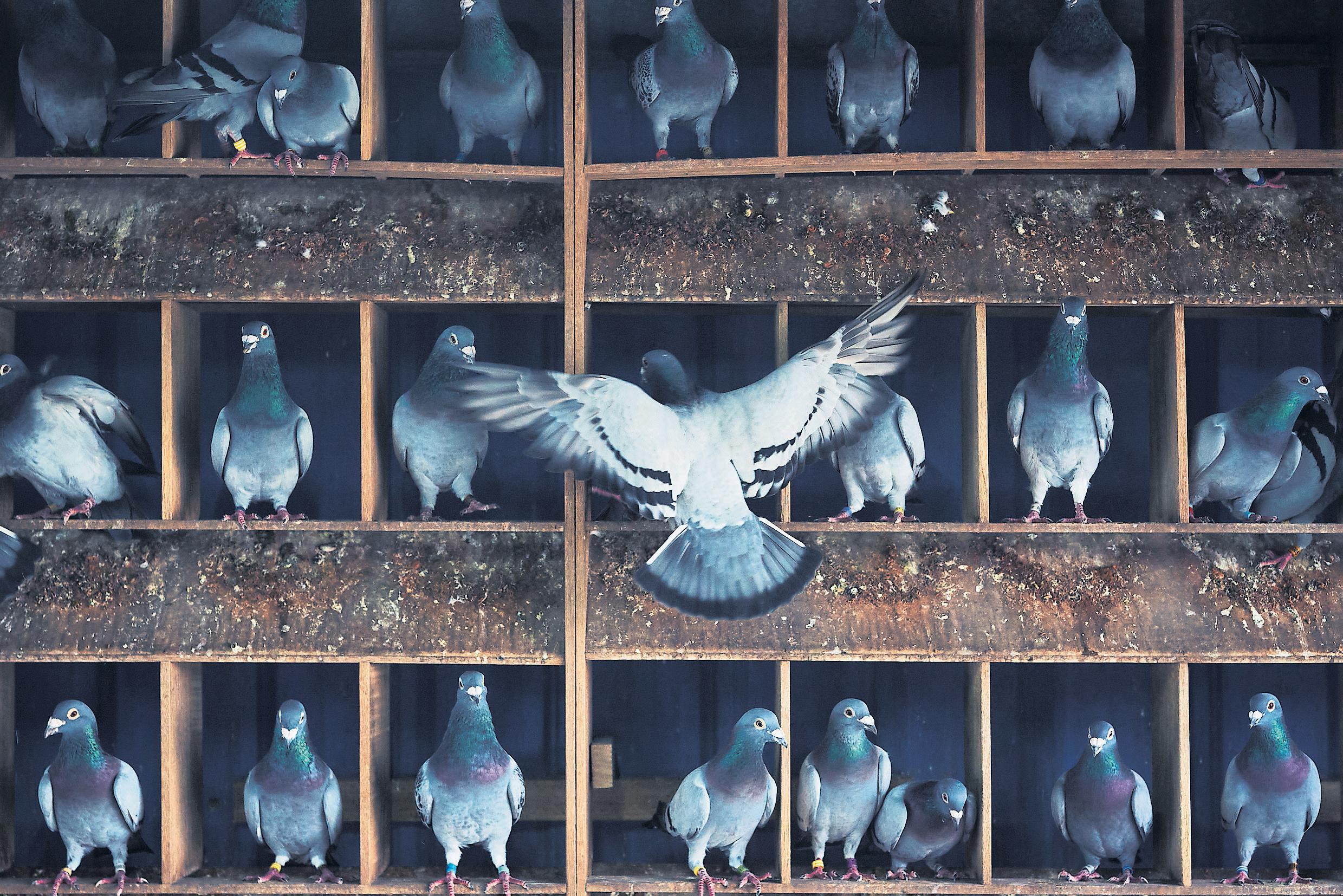 In a flap Unease at Taiwan's pigeon racing culture