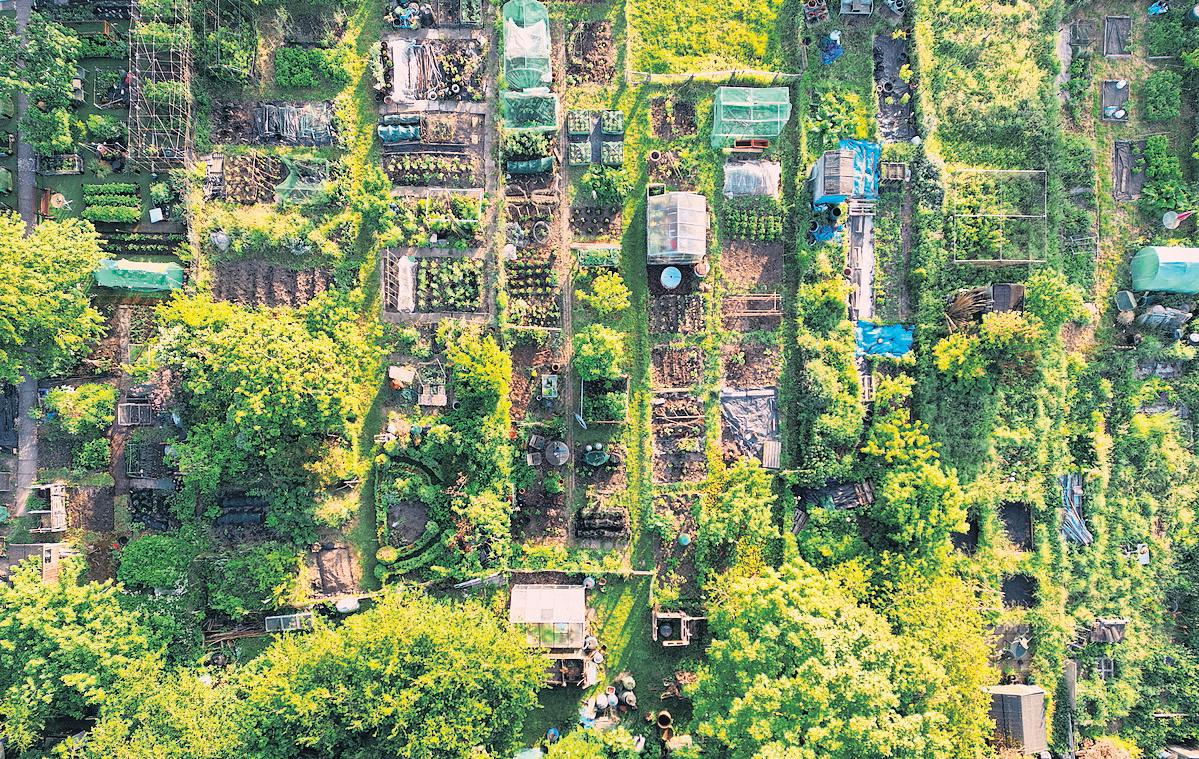 Durham digs in at top of Britain's allotment league table