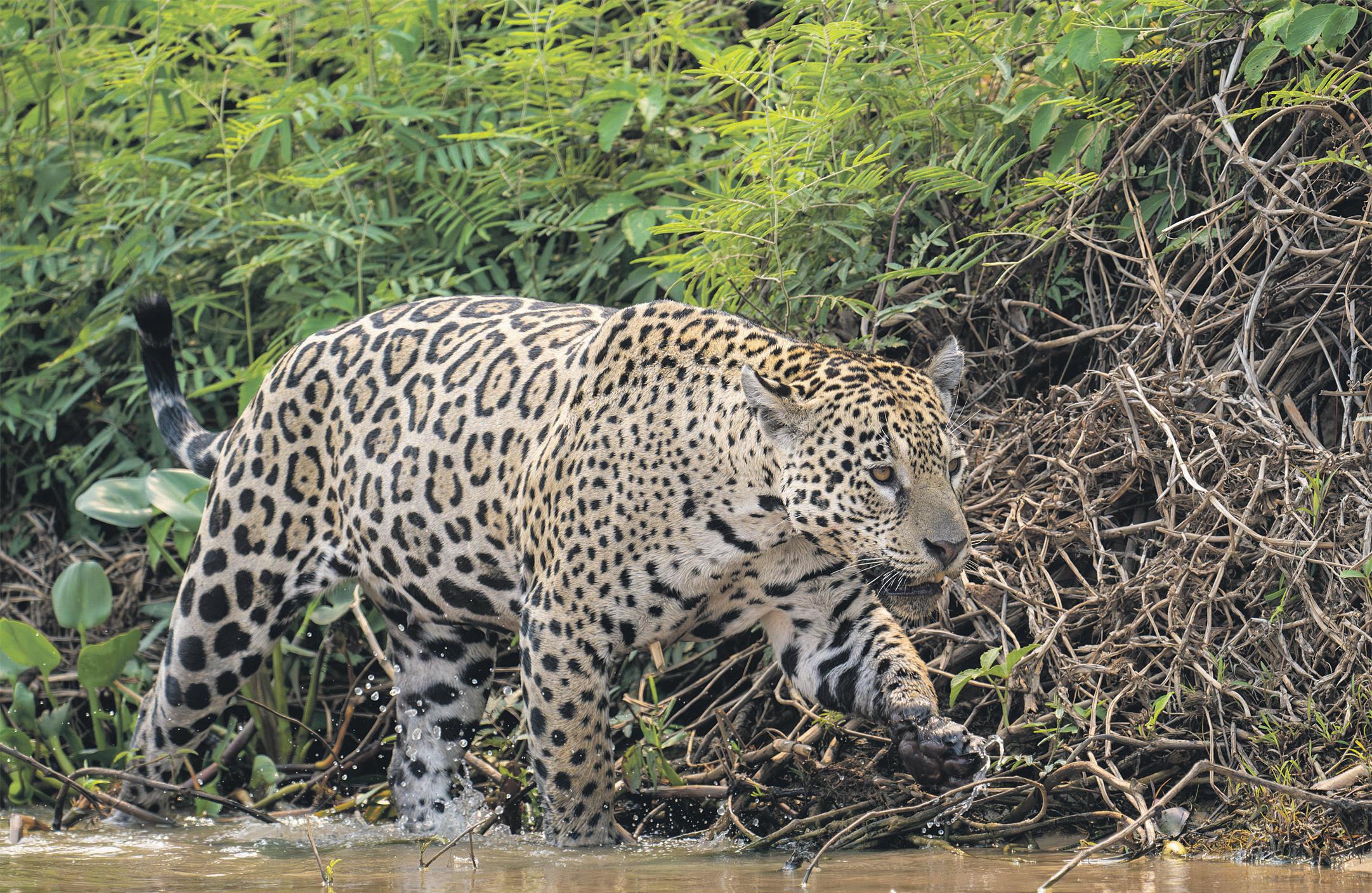 'It gives us hope' Mexico jaguar count reveals 30% rise since 2010