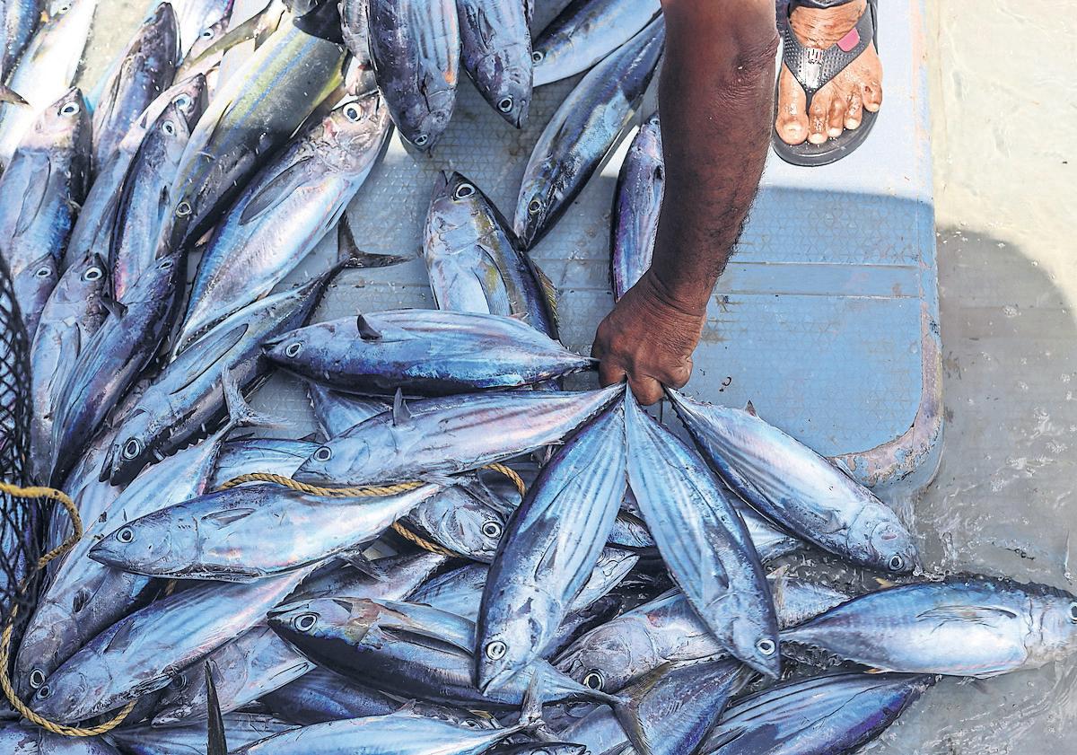 Just a pole and line Maldives fishers keep tuna stocks thriving