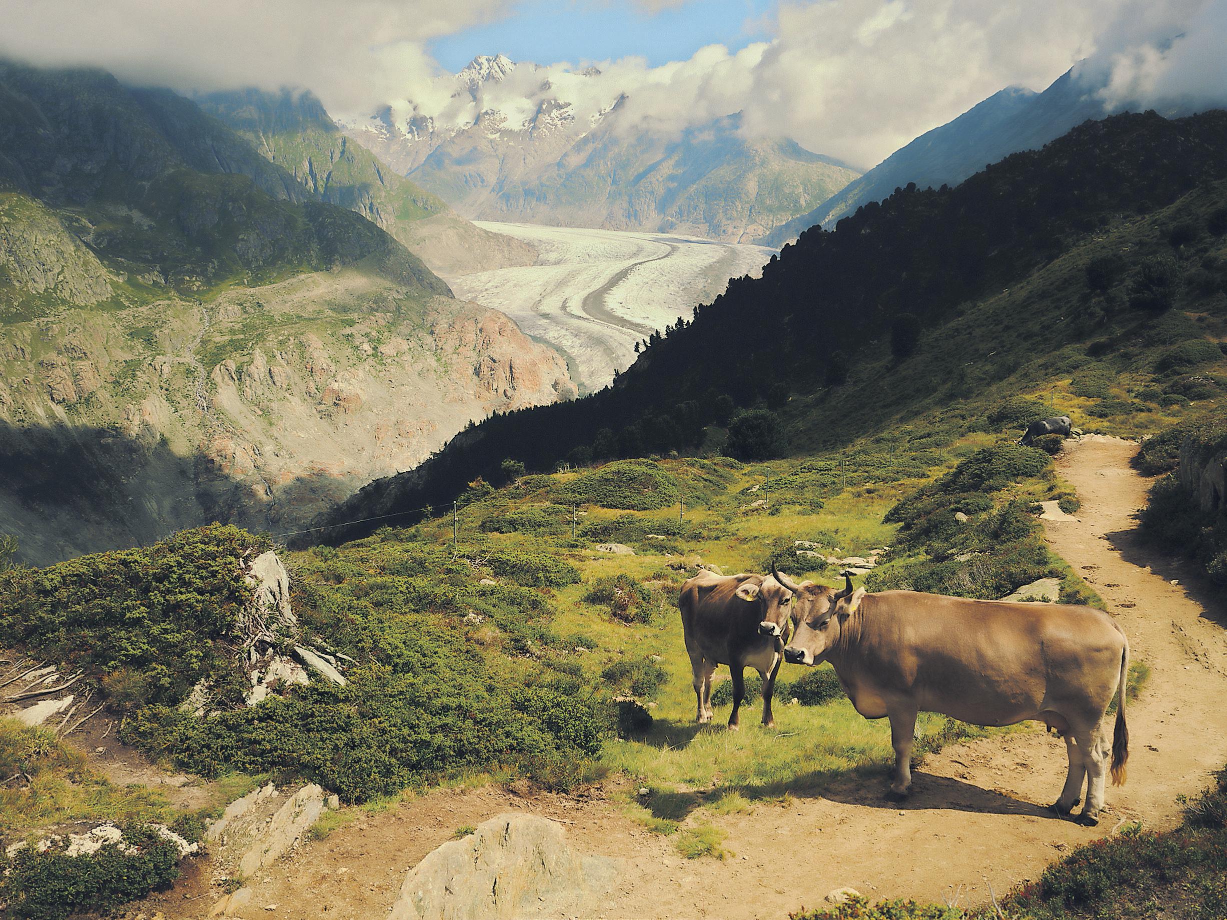 Vanishing giants The loss to nature as Switzerland's great glaciers retreat