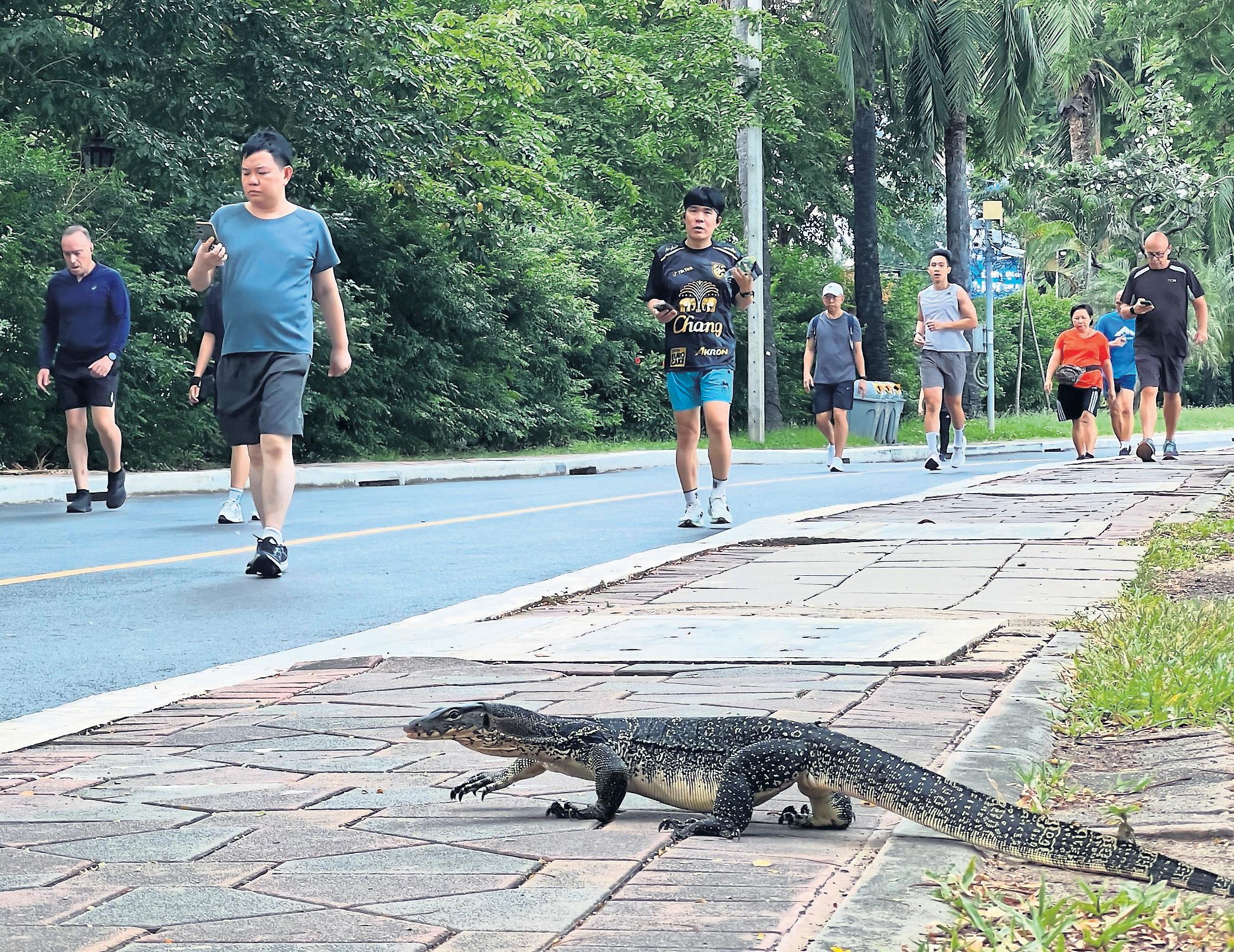 Scaly beasts that won the hearts of Thai park users