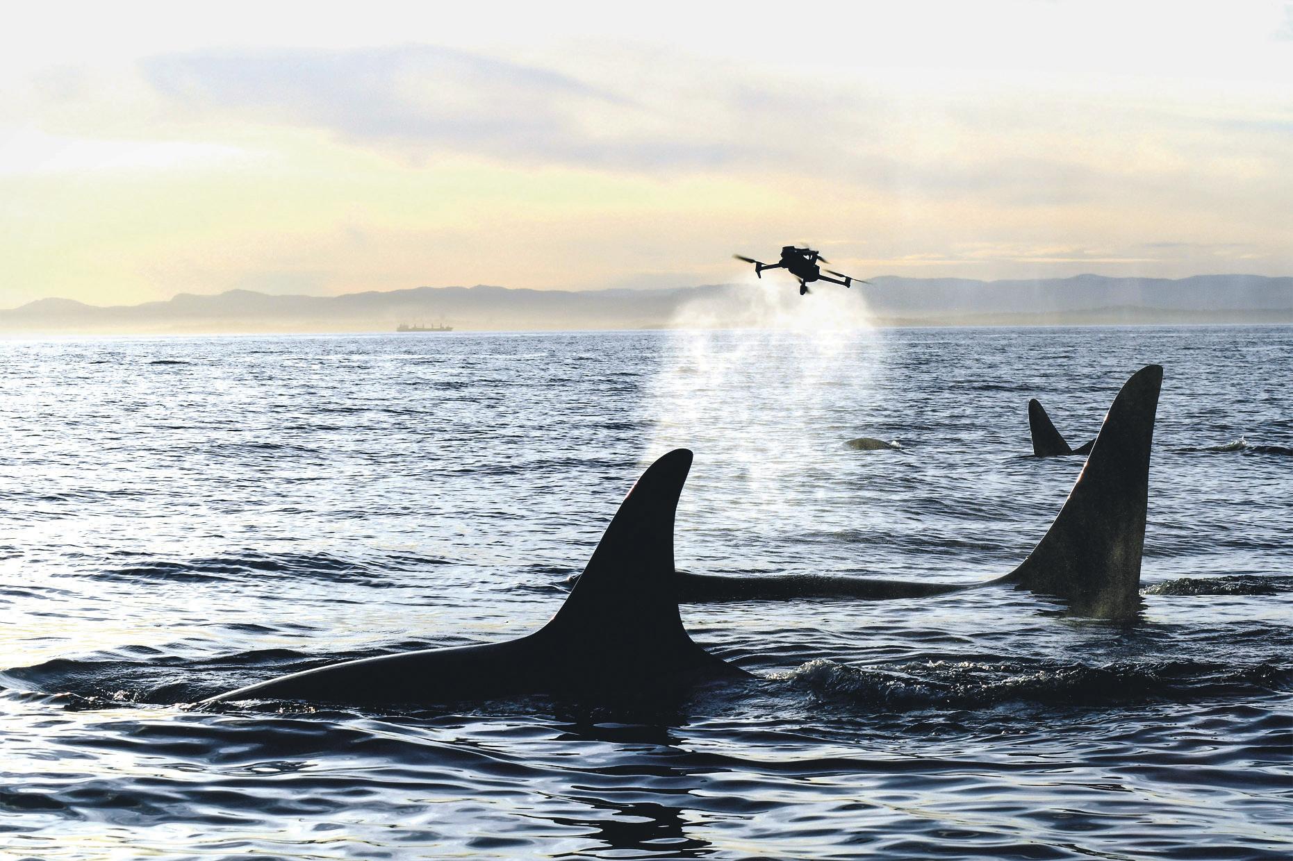 Dogs and drones New tech and a sharp nose help to save endangered orcas