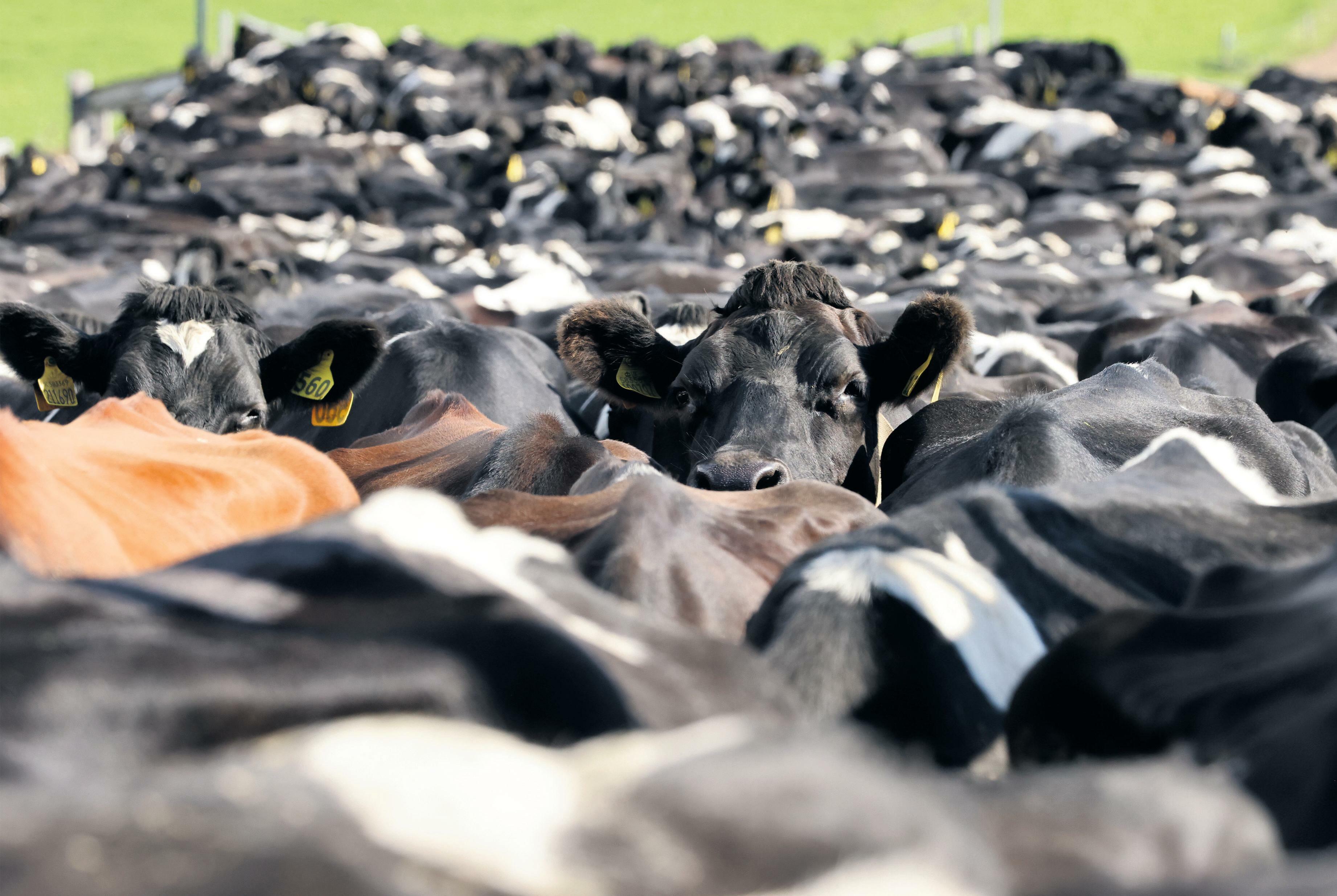 'Life-changing' Scottish farms fear losing staff on skilled worker visas