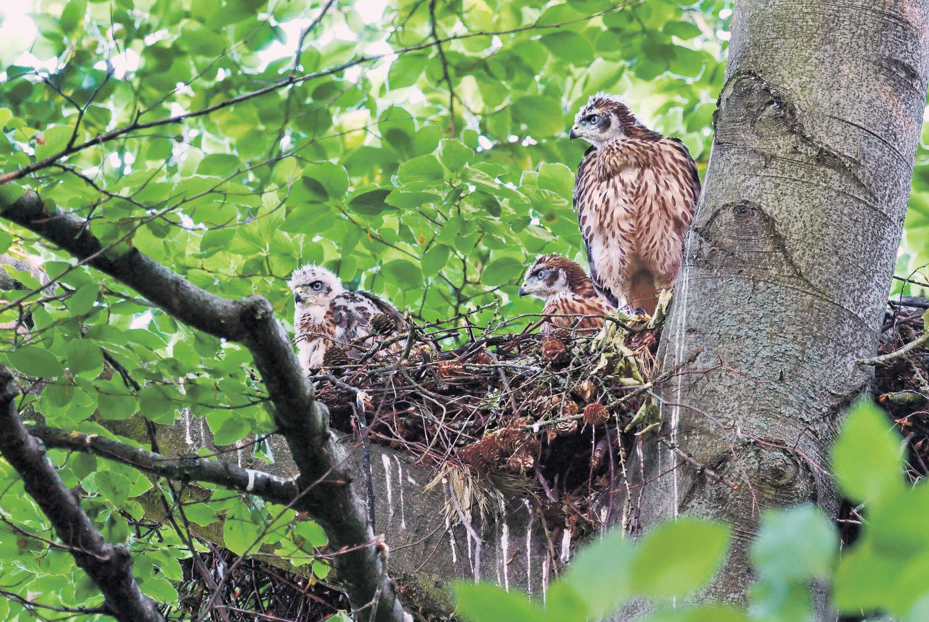Ready for takeoff Berlin park offers blueprint for bringing goshawks to British cities