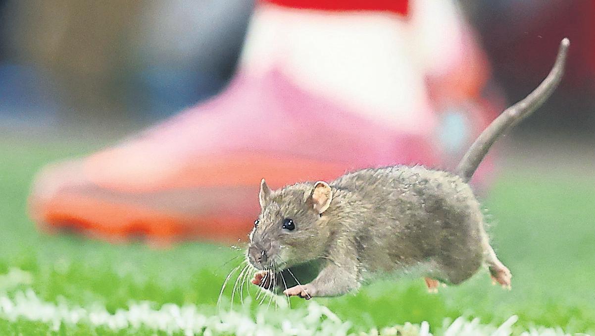 Cardiff stand behind pest policy after rat stops play