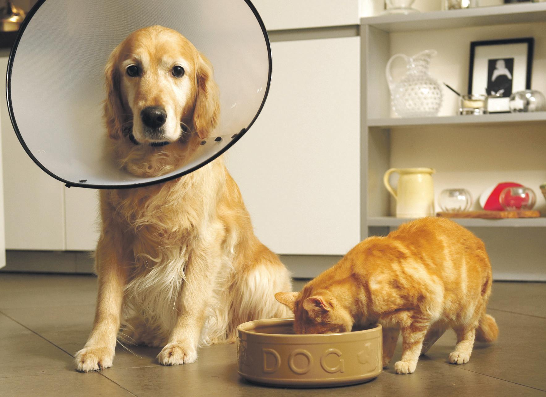 Vets may face cap on price of medicines after investigation